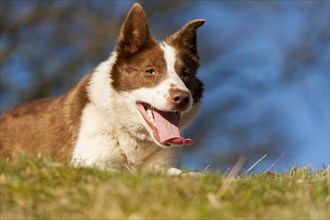 Alert red and white border collie sheepdog