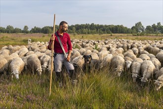 Shepherd with flock of sheep in the Neustaedter Moor