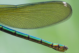 Close up of Adult female Banded Demoiselle