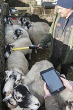 Shepherd using a stick reader to record tag numbers
