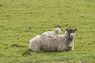Mule ewe with lamb sleeping on its back. Wensleydale