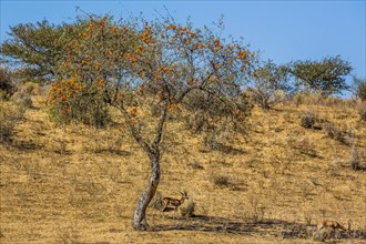 Indian gazelles in the Thar desert