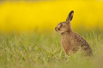 European Hare