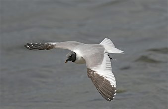 Sabine's Gull