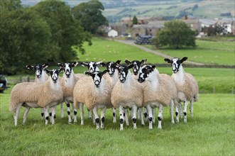North of England mule gimmer lambs ready for autumn sales