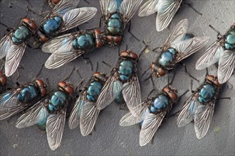 Group of Blow/ Bluebottle Flies Calliphora vomitoria' at rest on surface in the sun