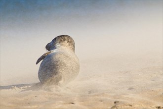 Adult Common Seal