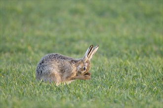 European Hare