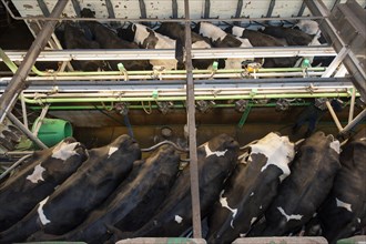 Milking cattle in herringbone parlour system