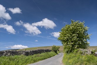 Rural single track road in early summer