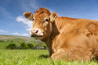 Limousin cow sat in pasture