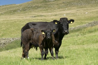Crossbred suckler cattle with calves at foot in upland pasture