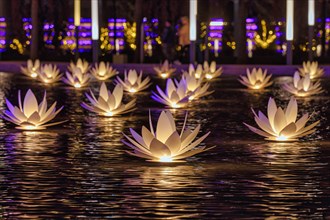 Illuminated water lillies in a park