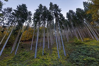 Steeply towering spruces in the Bommeckeal nature reserve in autumn