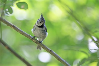 Crested Tit