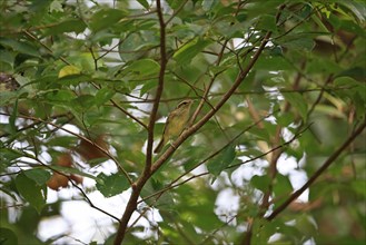 Large-billed Leaf Warbler