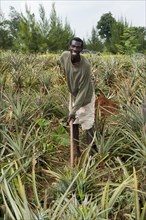 Farmer working in field of pineapples