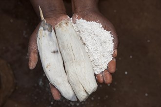 Cassava root and freshly made Cassava flour being held by a Rwandan lady