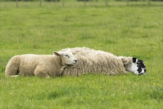 Mule ewe and lamb laid down in pasture to try and stop flies bothering them. Cumbria