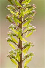 Close up of Common Twayblade