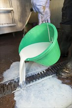 Farmer pouring bucket of milk down drain as it is worth nothing