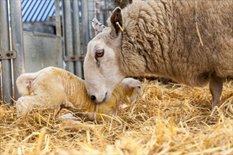 Ewe in lambing shed with newborn twin lambs