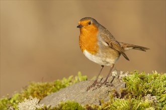 European Robin