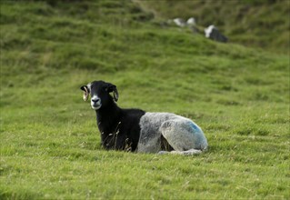 Half black half white sheep sat in field