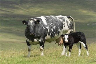 Pedigree British Blue cow and calf in upland pasture in the Yorkshire Dales