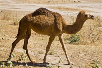 Camel in Wadi Darbat