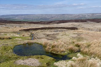 Uplands habitat on Grinton Moor in the Yorkshire Dales National Park