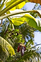 Banana plants with blossom and fruit stand