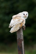 Adult Barn Owl