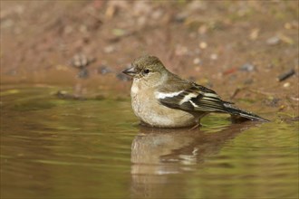 Common Chaffinch