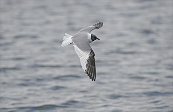 Sabine's Gull