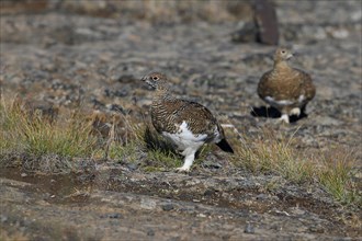 Ptarmigan