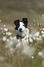 Border collie sheepdog on moorland in among flowering cotton grass. Cumbria