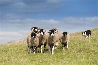 Border collie sheepdog working a flock of swaledale sheep in an upland pasture
