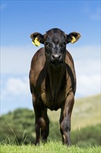 Crossbred suckler beef calf in upland pasture