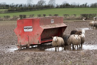 Lambs feeding at a portable feeder in a muddy field. Cumbria