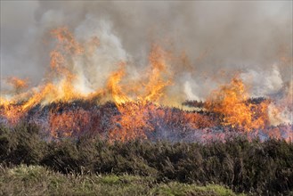 Heather burning on a Grouse Moor in the Yorkshire Dales