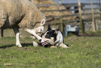Border collie sheepdog getting attacked by a texel ewe protecting its lamb. North Yorkshire