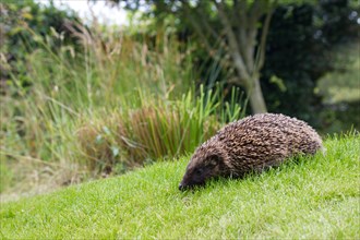 Adult Hedgehog Erinaceous europaeus walking down garden lawn in Berwickshire