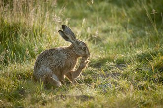 European Hare