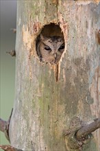 Sunda Scops-owl
