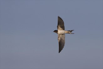 Barn Swallow