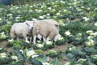 Fattening lambs on cauliflower crop