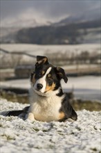 Border collie sheepdog laid in snow