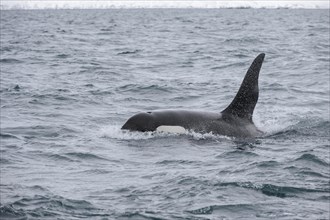 North Atlantic Killer Whale