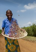 Young girl sorting chaff out from beans by tossing them in a basket